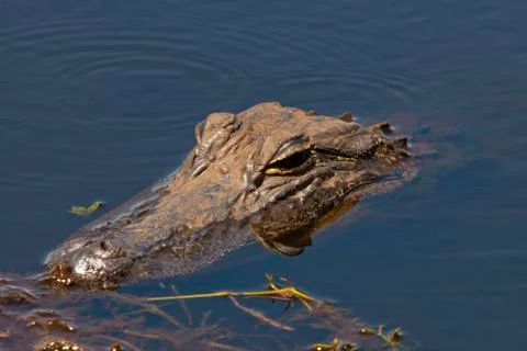 Alligator Stock Photos