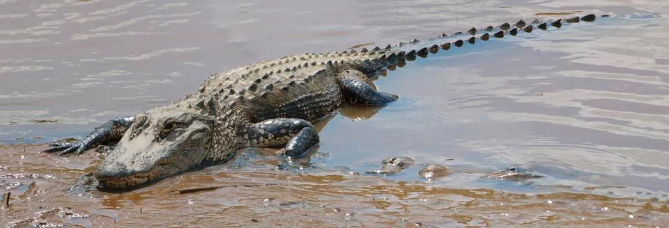 Alligator Stock Photos