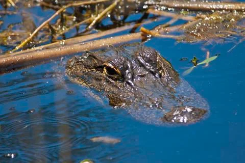 Alligator Stock-Fotos