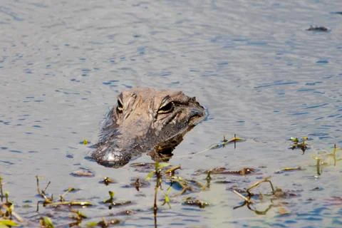 Alligator Stock Photos