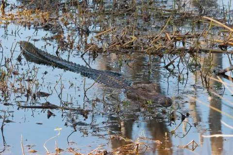 Alligator Foto stock