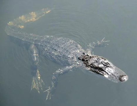 Alligator Stock Photos