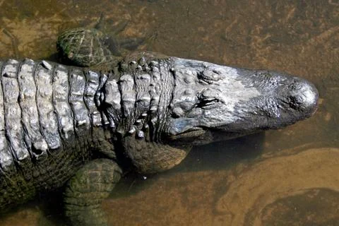 Alligator Stock Photos