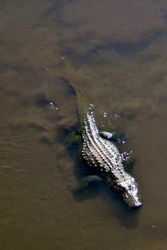 Alligator Stock Photos
