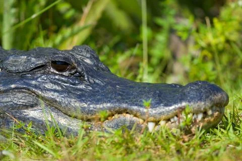Alligator Stock Photos