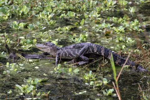 Alligator Stock-Fotos