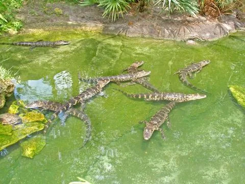 Alligator Stock Photos