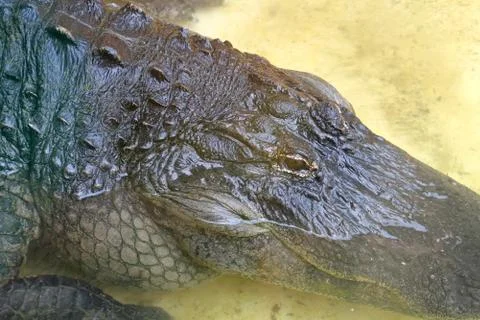 Alligator Stock Photos