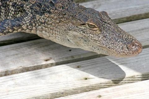 Alligator Stock Photos