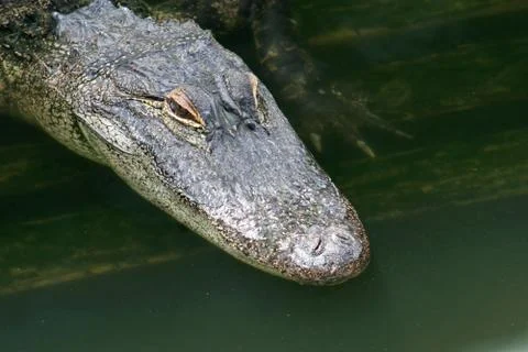 Alligator Stock Photos