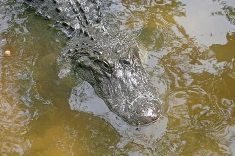 Alligator Stock Photos
