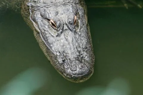Alligator Stock Photos