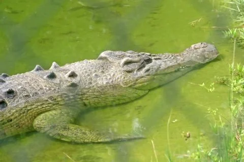 Alligator Stock Photos