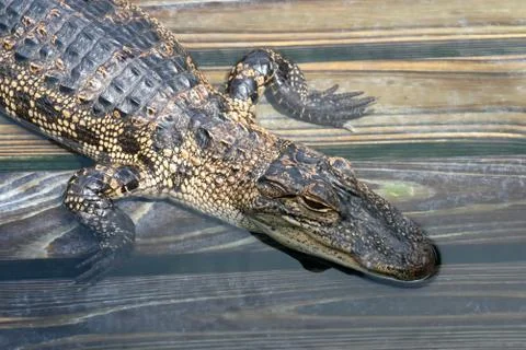 Alligator Stock Photos