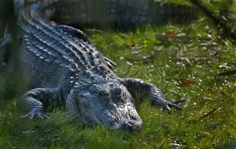 Alligator Stock Photos