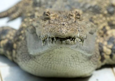 Alligator Stock Photos