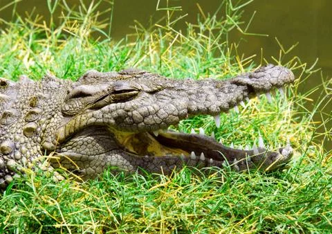 Alligator Stock Photos