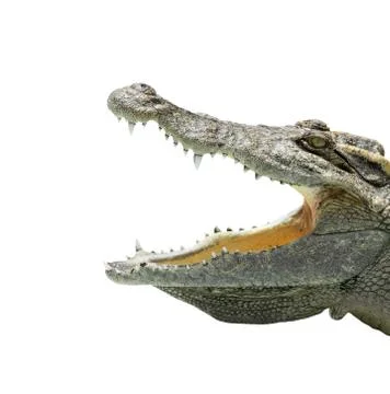 Alligator Stock Photos