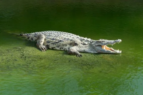 Alligator Foto stock