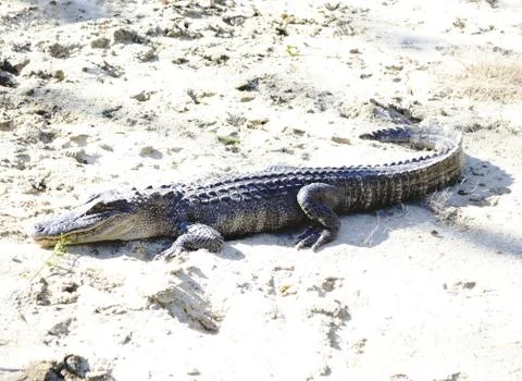 Alligator 库存照片