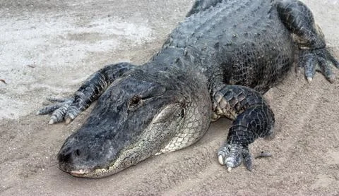 Alligator Stock Photos