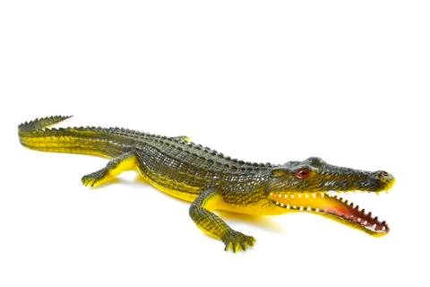 Alligator Stock Photos