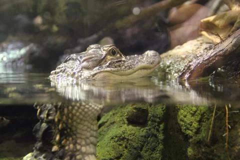 Alligator Stock Photos