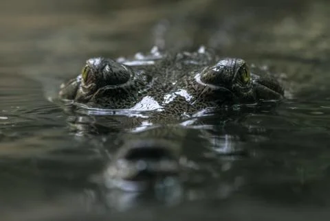 Alligator Stock Photos