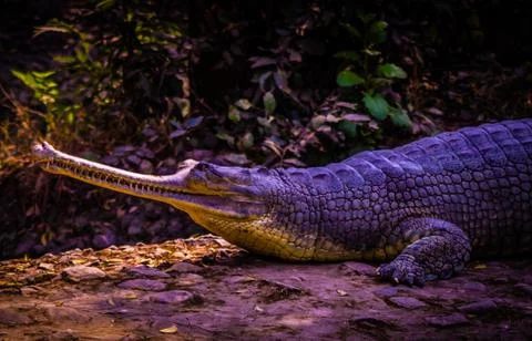 Alligator Foto stock