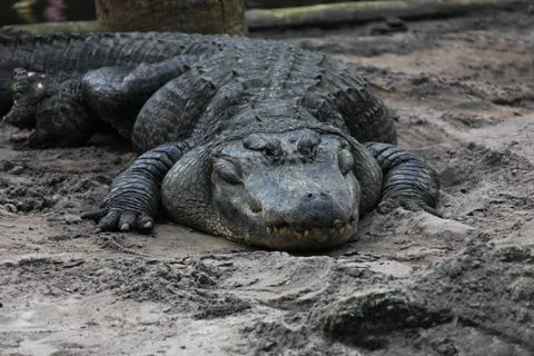 Alligator Stock Photos
