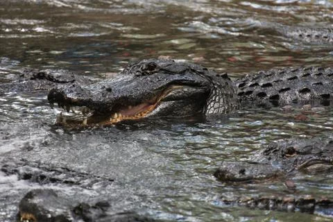 Alligator Stock Photos