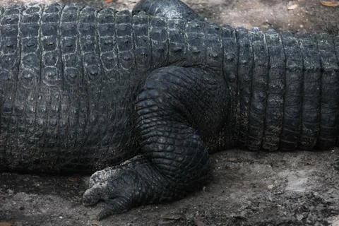Alligator Stock Photos