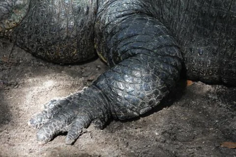 Alligator Stock Photos