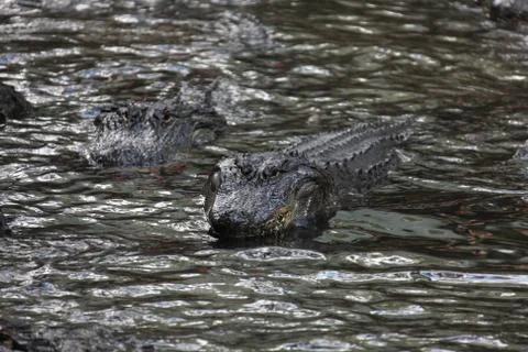Alligator Stock Photos