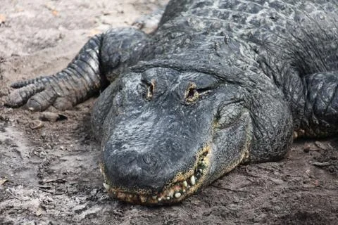 Alligator Stock Photos