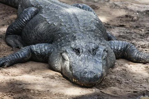 Alligator Stock-Fotos