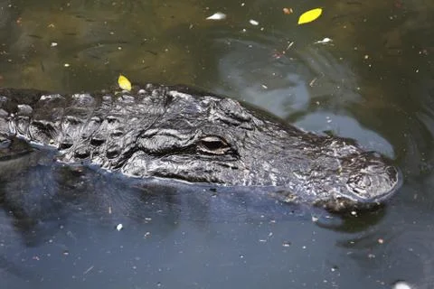 Alligator Stock Photos
