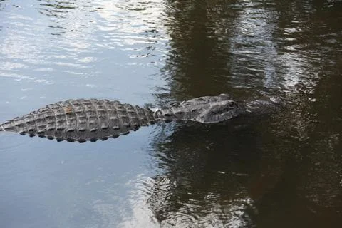 Alligator Stock Photos