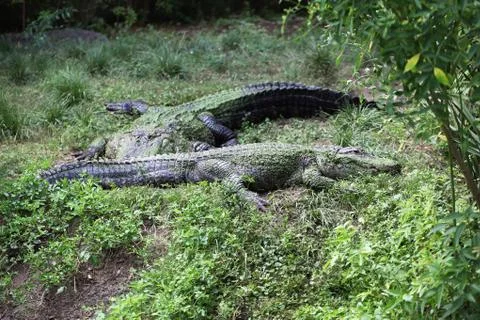 Alligator Stock Photos