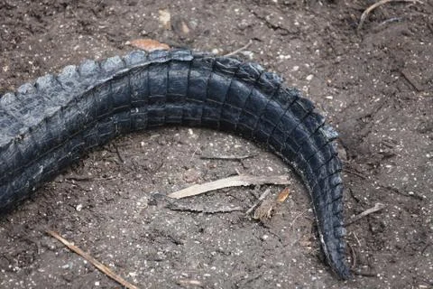 Alligator Stock Photos