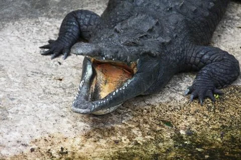 Alligator Stock-Fotos