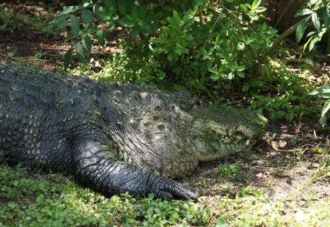 Alligator Stock Photos