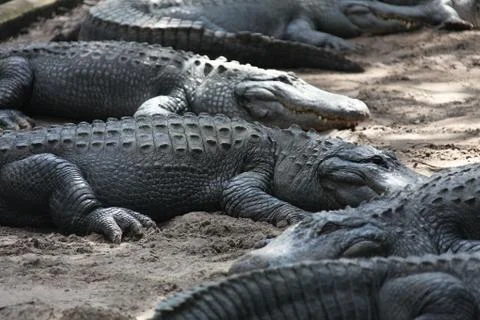 Alligator Stock Photos