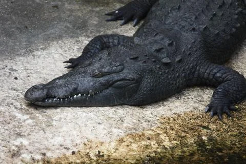 Alligator Stock Photos