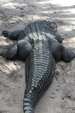 Alligator Stock Photos