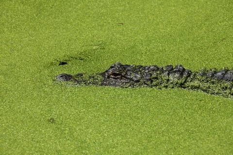 Alligator Stock Photos