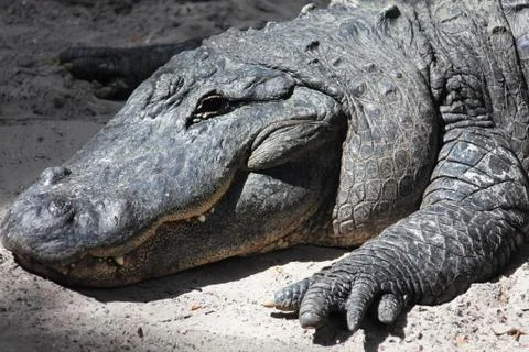 Alligator Stock Photos