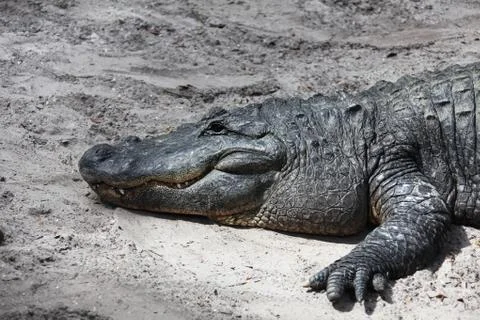 Alligator Stock Photos