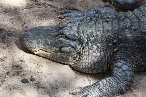 Alligator Stock Photos