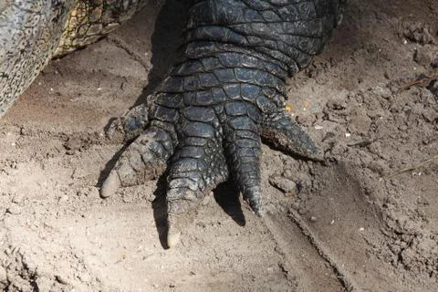 Alligator Stock Photos